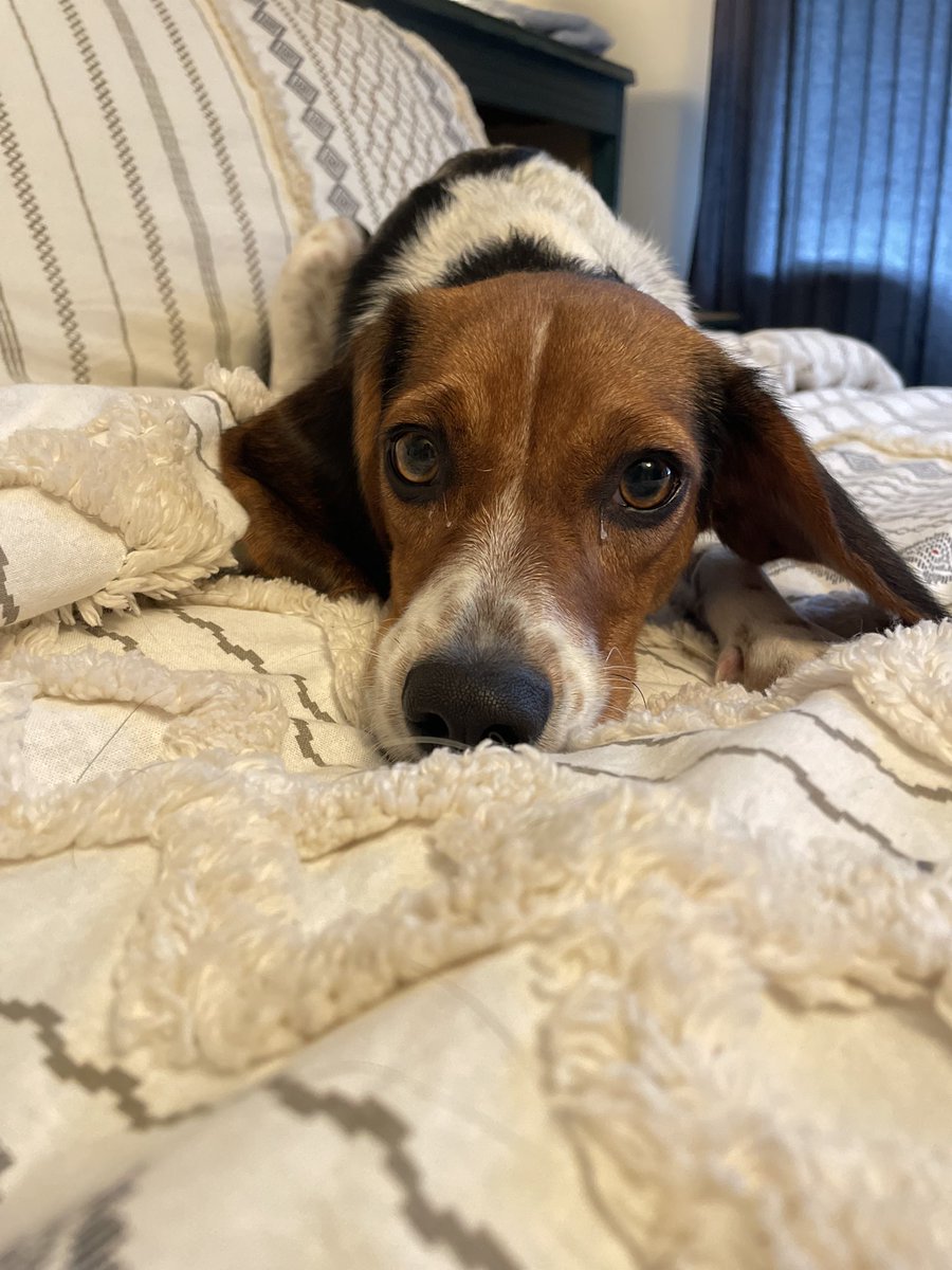 PawPlan's tweet photo. This #family needed a #seconddog and who doesn’t love a #beagle ?! 🥰🐾👍 mommy’s home all day with pets, dad works, and is a lifelong lover of learning, getting a PhD in some tech field. 19 y.o. son’s regrouping post-senior-yr during #covidtimes #dailywalks + ❤️= #happydogs https://t.co/P8f3sdRLSe