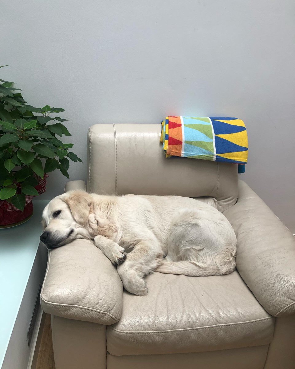 Amo i senyor dels sofàs de casa🤪🤪🤪