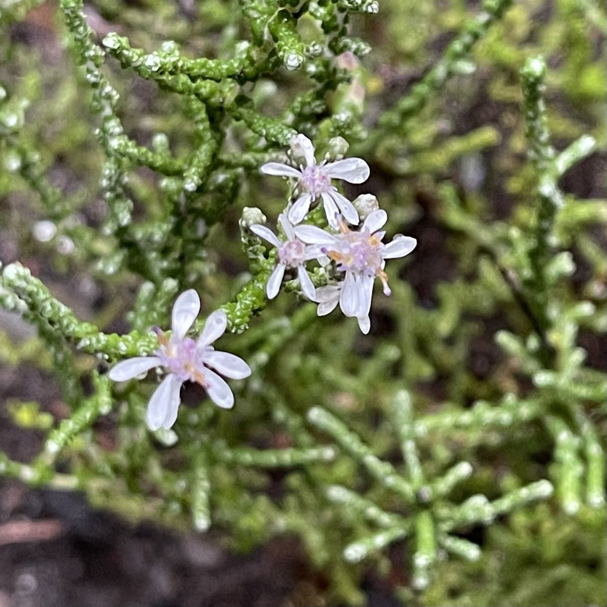 iplantsman's tweet photo. Only planted this Olearia lepidophylla a couple of weeks back so wasn’t expecting any #flowers this year. Bonus! Was on a bit of a #silver kick.  Other bits planted near… watch this space. From Perth, Oz to Perth Scotland.  #olearia #floraofaustralia #australia #perth #scotland https://t.co/zN18xKACxH