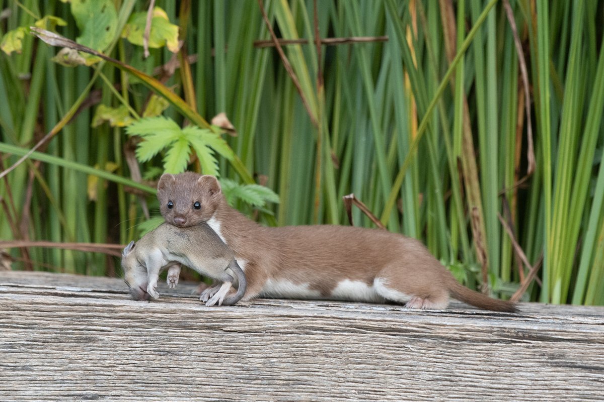 We watched this little beast stash at least 7 mice in 30 minutes under the visitor centre cladding at <a href="/RSPBLakenheath/">RSPB Lakenheath Fen</a> .  Is this the Halloween version of #givingnatureahome?