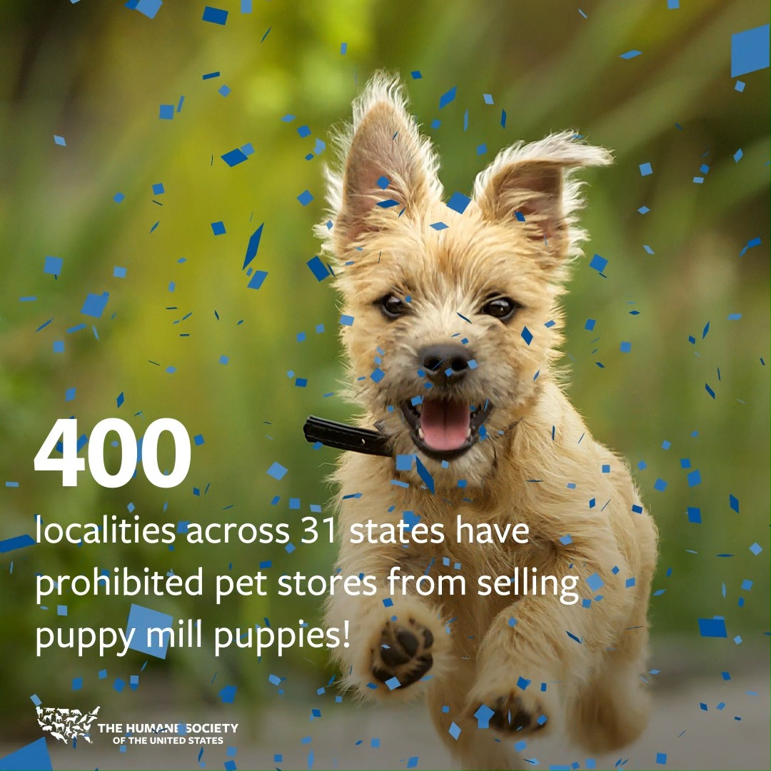 Is Happiness A Pet Puppy Mill