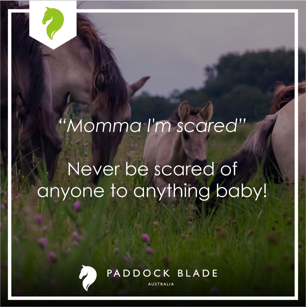 PaddockBlade's tweet image. You are strong and you are a survivor! 💪💪💪💪
Good morning! 🥰🌞
.
.

#paddockblade #paddockbladeau #paddockcleaner #horselife #horselove #horseshoebend