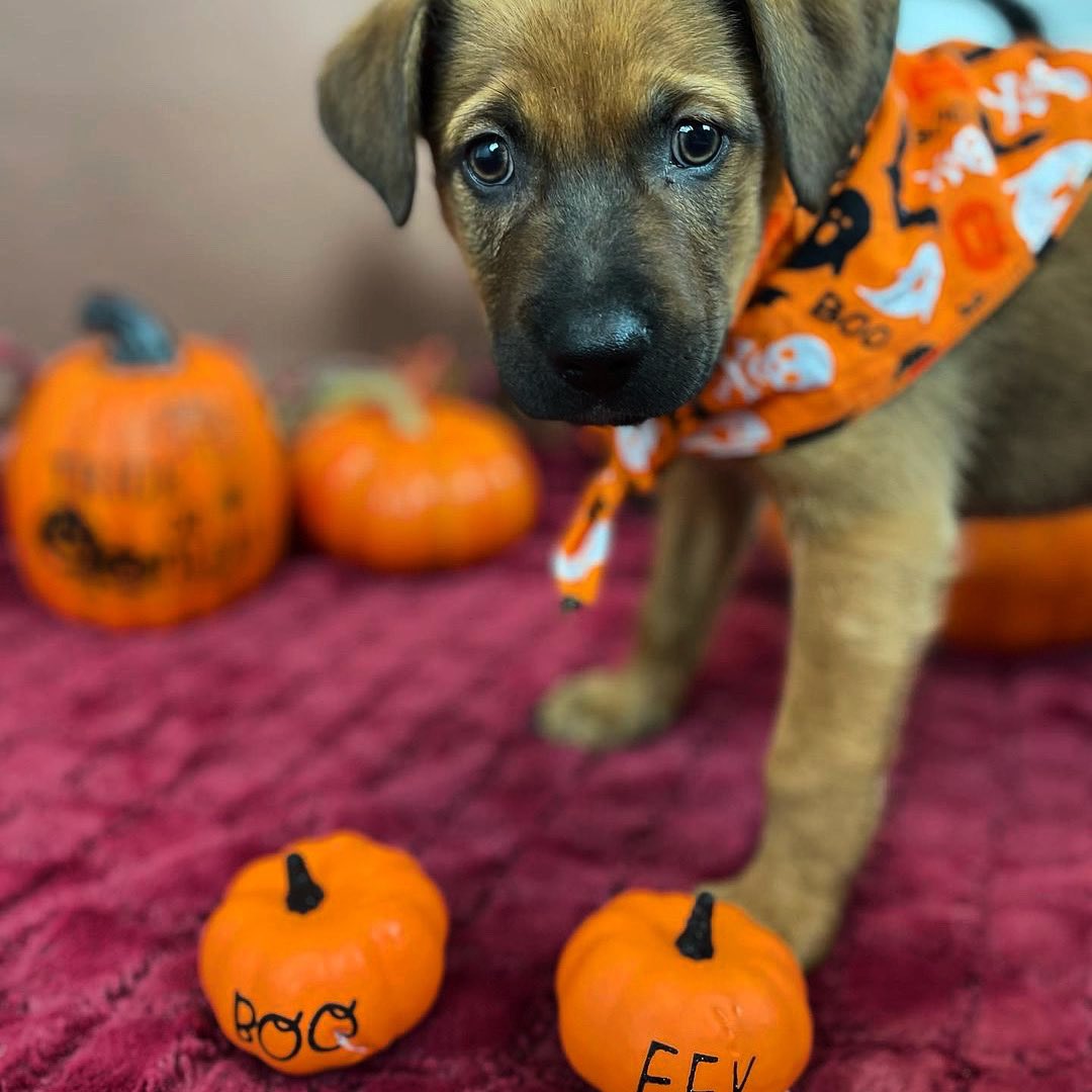 Which one’s the cutest pumpkin? 🐶🎃😜

📸: @almostthererescue 
#adoptapet #adoptapetcom #adoptadog #adoptable #halloween #pumpkin #puppy #puppies #instacute #doggosdoingthings #petsincostumes #DogsofTwittter