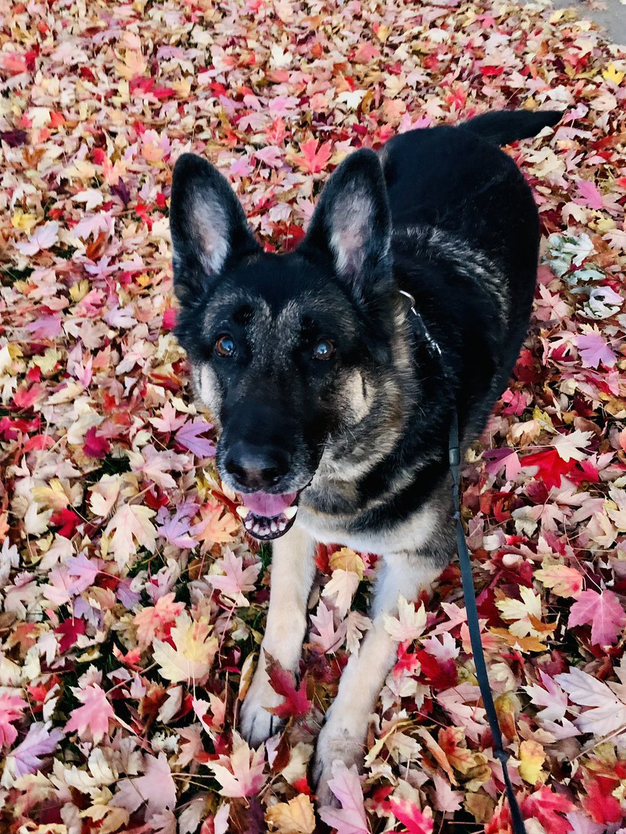 Fall anyone? #lifewithhaven