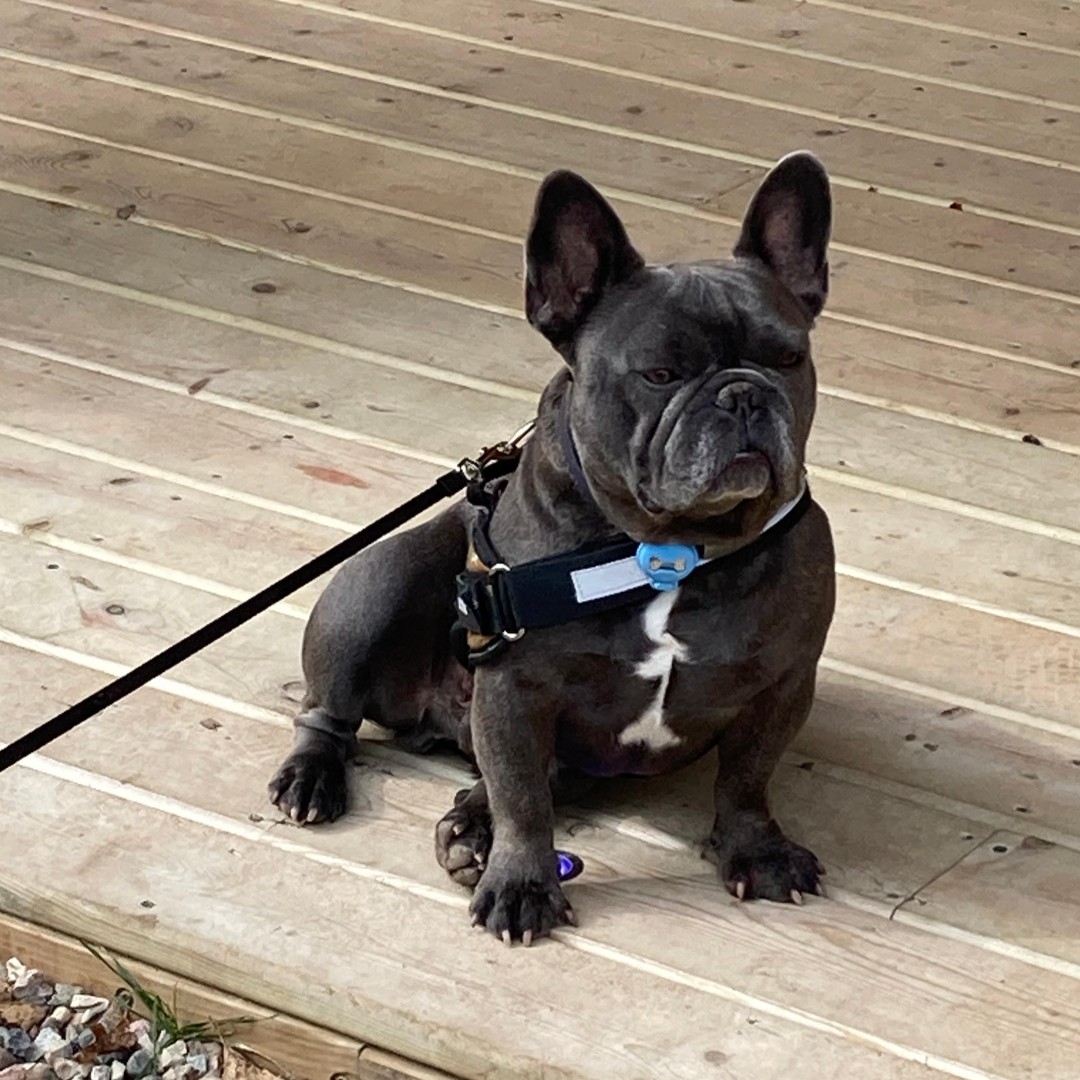 GPC_Fun's tweet image. Sargent Pepper was looking for all his friends today.