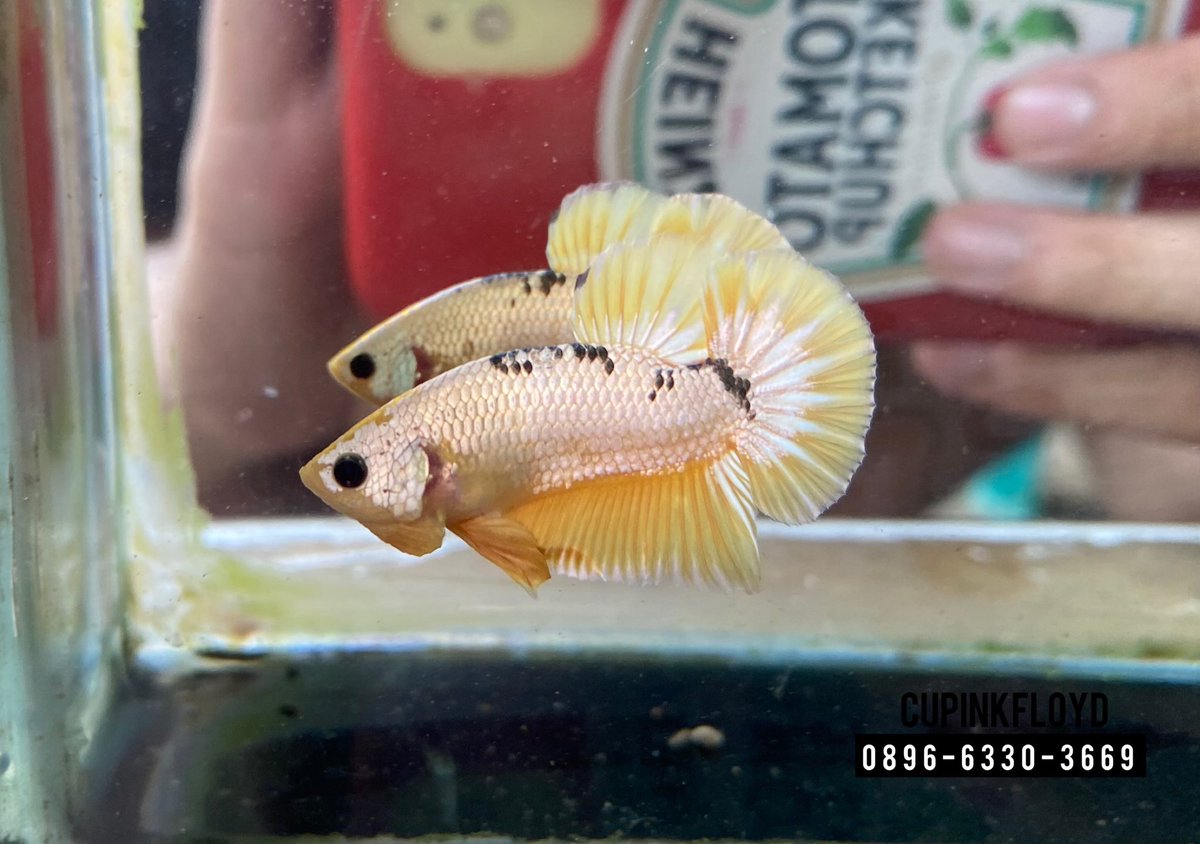 Plakat Yellow Fancy Cooper💛

Indonesia🇮🇩

Interested?Dm📬

#cupang #ikancupang #ikanhias #bettafish #bettafishworld #bettafishindonesia #wholesale #worldwideshipping