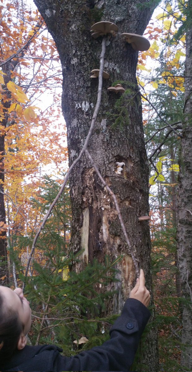 TheRustyIRiS's tweet photo. We use Sticks to knock down those hard to reach Oysters Mushrooms, this stick is small/short because the  fungi is not too high, but one could use much longer stick. 

#Mushrooms #Foraging #MushroomTwitter #FancyApes #UseTools #Harvesting #WildMushrooms #Oysters #TheWoods #Fungi https://t.co/AOduOV5pAm