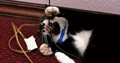 Коты грызут коробки. Кот с проводом мем. Кот грызет провода. Клетка для кота. Кот грызёт провод мем.