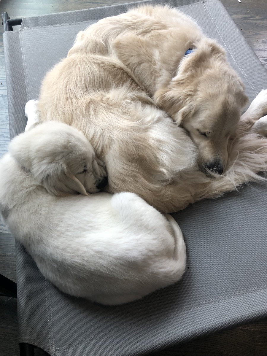 RaeveCoaching's tweet photo. Furry coworkers on break! #furbabies #workfromhome #love https://t.co/606bWlOzYj