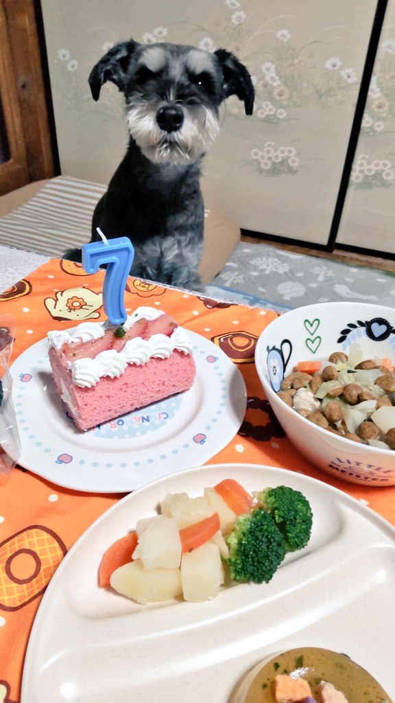 SYUNA1028's tweet photo. 10月28日
シュナくん7歳になりました🎵
これからも元気で過ごしていこうね😊 https://t.co/edpEJSkxUG