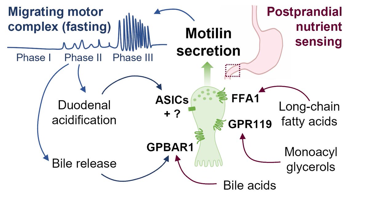 Super excited to see my work on motilin-labelled organoids out in all its pre-print glory! We looked at several new mechanisms underlying stimulation of motilin release from human small intestinal cells
bit.ly/3miM6ud