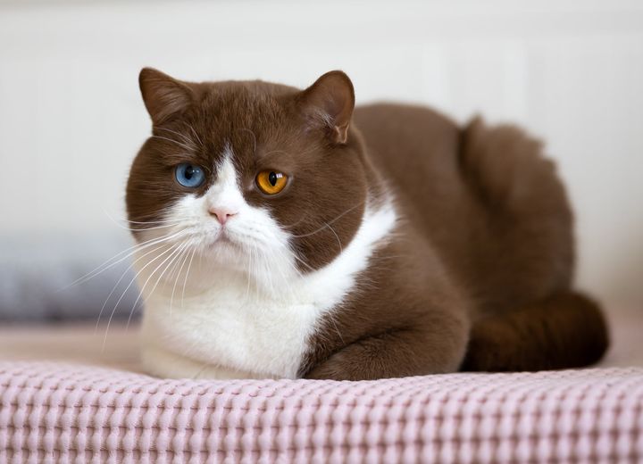 first_cats's tweet photo. “As anyone who has ever been around a cat for any length of time well knows, cats have enormous patience with the limitations of humankind.” #cat #love https://t.co/DR699Nt7qh