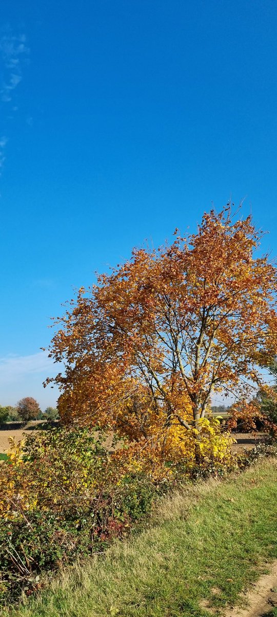 milg1979's tweet photo. #Autumn https://t.co/0TkrJOq5Ya