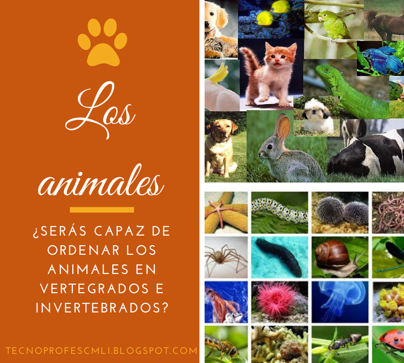 TecnoProfescmli's tweet photo. También podéis acceder a nuestras actividades diseñadas para los más pequeños:  ¿Vertebrados o Invertebrados? y virtual Oca https://t.co/qBGfgxm6EX