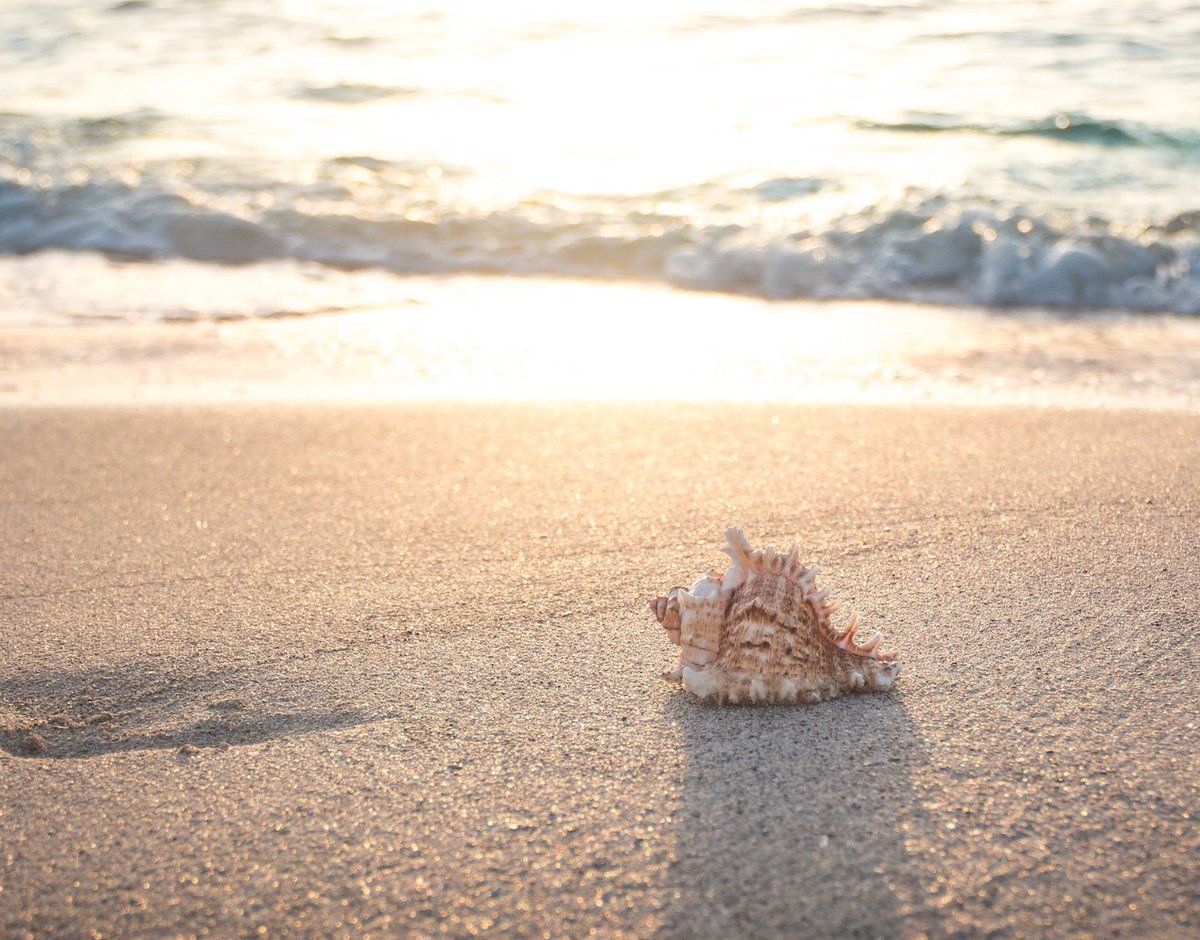 SpiritCoachTalk's tweet photo. Daily Channeling: There comes a time when we must break out of our shell. Shells come in all shapes and sizes. And limit who we are. We may believe they protect us,  but the opposite is true. When we release our shells, our reality begins to change.

#breakoutofyourshell #shells https://t.co/1XACT5KHHJ