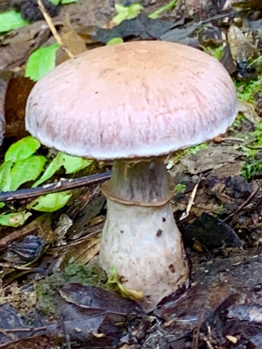 Splendid young and mature Webcaps with their lilac tinged caps looked very at home in the woods today...