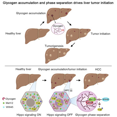 CellCellPress's tweet photo. In the latest issue! Accumulated glycogen undergoes liquid-liquid phase separation to suppress Hippo signaling and drive liver tumor initiation
#phaseseperation #sciencetwitter
https://t.co/siQ24NEpLQ https://t.co/HK3HgaVI3T