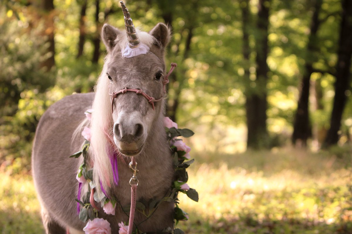 lilyxlacey's tweet photo. My unicorn foster pony. ❤️ @rescueplayheal  #adoptable #horserescue https://t.co/mOnKriQavz