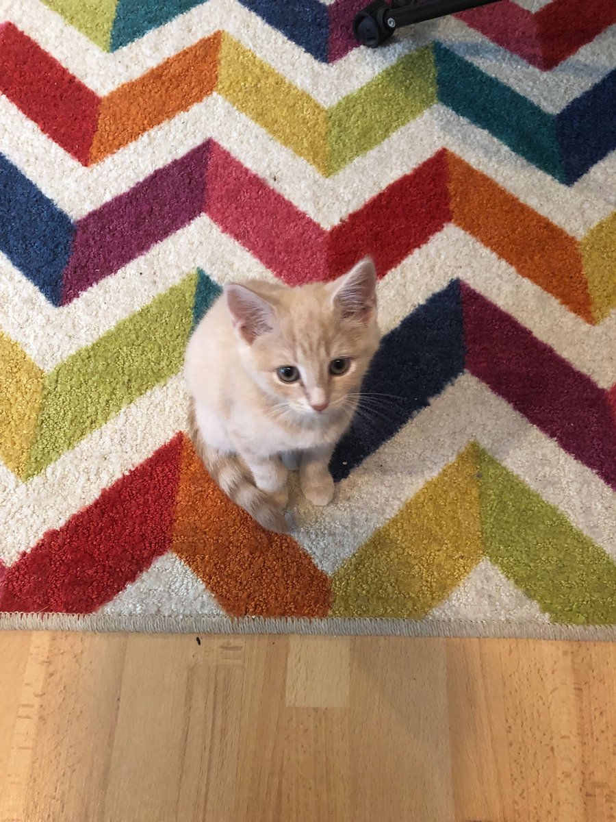 GregTourial's tweet photo. Here are pictures of our new kittens, both waiting patiently for a deal to be reached on the reconciliation framework (or possibly to be fed, it’s unclear) https://t.co/dnRYReQYST