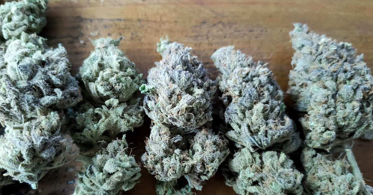 HerbiesSeeds's tweet photo. 1, 2, 3, 4 or 5? Maybe all? 😀
🌿Peyote Critical (Barney's Farm)
⚖️ 650 g/m² indoors / 1000 g/plant in a greenhouse
⏳ 50-60 days
📷 By: XII_XII_MrGreen (growdiaries)

#herbiesseeds #seedbank #fastbuds #grower #autoflower #feminized #plant #spliffseeds #peyotecritical https://t.co/q9CM0vTFNW