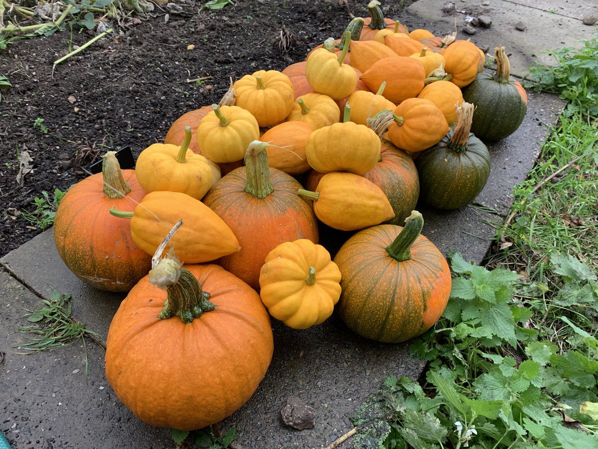 Lymmallotment's tweet photo. Pumpkin harvest from the allotment today, ready for #Halloween 🎃 https://t.co/XJilRjskOh