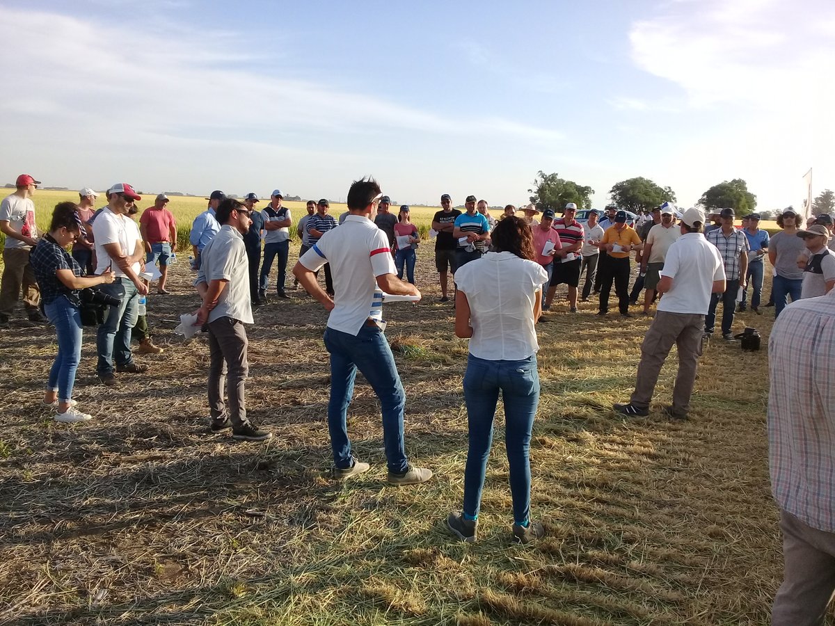 IntaManfredi's tweet photo. Durante la tarde de ayer, en un lote de la @coopacabral ubicado sobre la ruta 158, se realizó la jornada a campo "Ensayos comparativos de variedades y manejo nutricional de trigo 🌾".

La recorrida contó con la participación de más de 50 productores y técnicos de la zona. https://t.co/feubgYNcJy