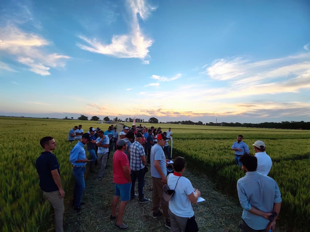 IntaManfredi's tweet photo. Durante la tarde de ayer, en un lote de la @coopacabral ubicado sobre la ruta 158, se realizó la jornada a campo "Ensayos comparativos de variedades y manejo nutricional de trigo 🌾".

La recorrida contó con la participación de más de 50 productores y técnicos de la zona. https://t.co/feubgYNcJy
