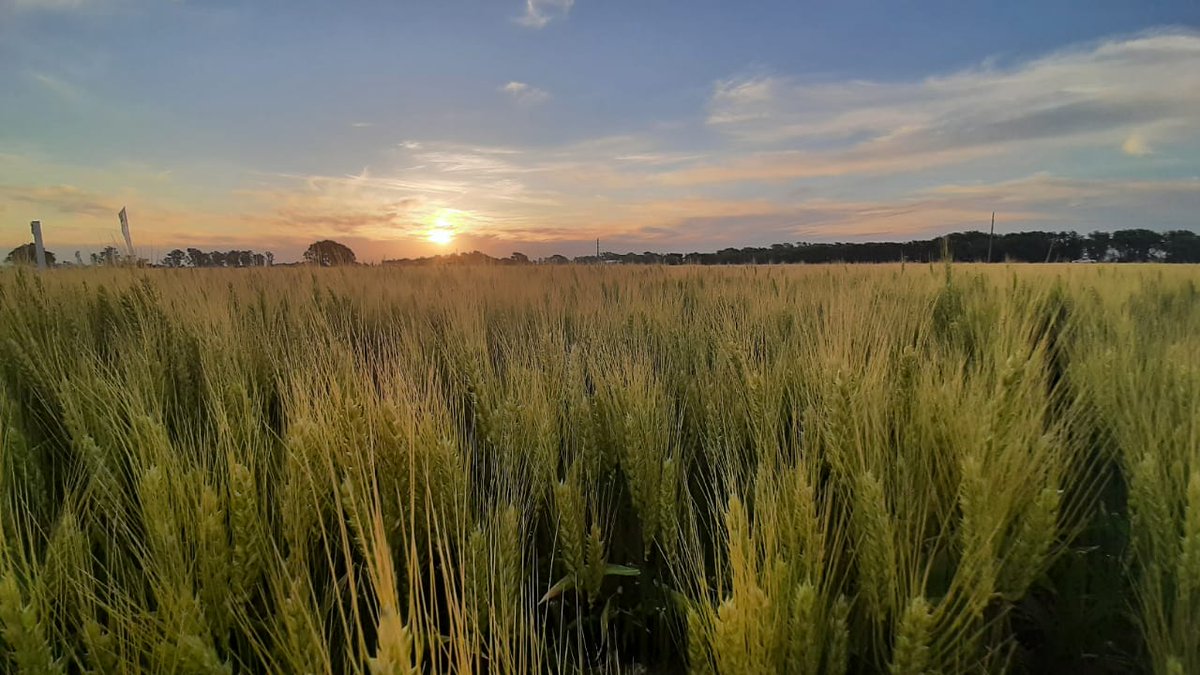 IntaManfredi's tweet photo. Durante la tarde de ayer, en un lote de la @coopacabral ubicado sobre la ruta 158, se realizó la jornada a campo "Ensayos comparativos de variedades y manejo nutricional de trigo 🌾".

La recorrida contó con la participación de más de 50 productores y técnicos de la zona. https://t.co/feubgYNcJy