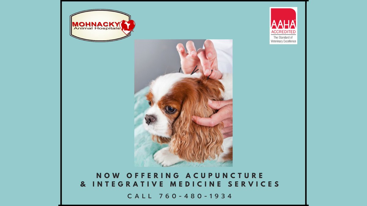 Mohnacky_Vets's tweet image. We Now Offer Acupuncture!