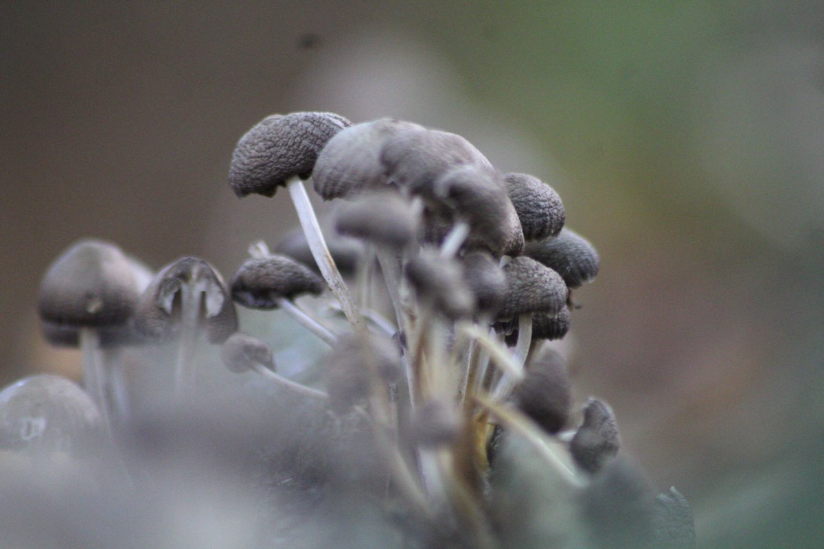 Fungi hunting @FelbriggHallNT