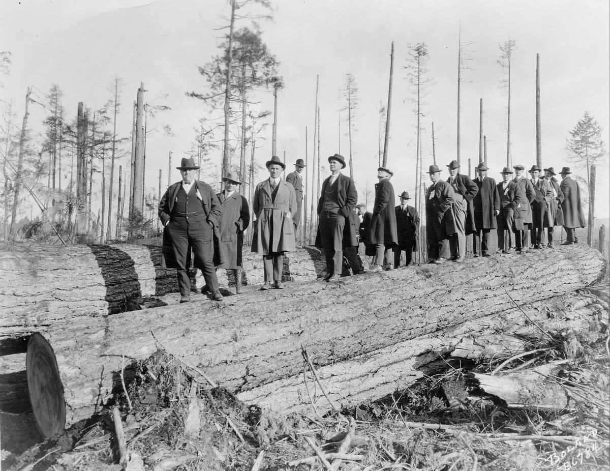Tacoma_History's tweet image. At a time when timber was king, and logs of this size were not unusual, thirteen delegates to the 13th annual Pacific Logging Congress Convention were able to balance themselves on top of large cut logs in this October 1922 photo.

📷: @tacomalibrary

#TacomaHistory #TimberTown