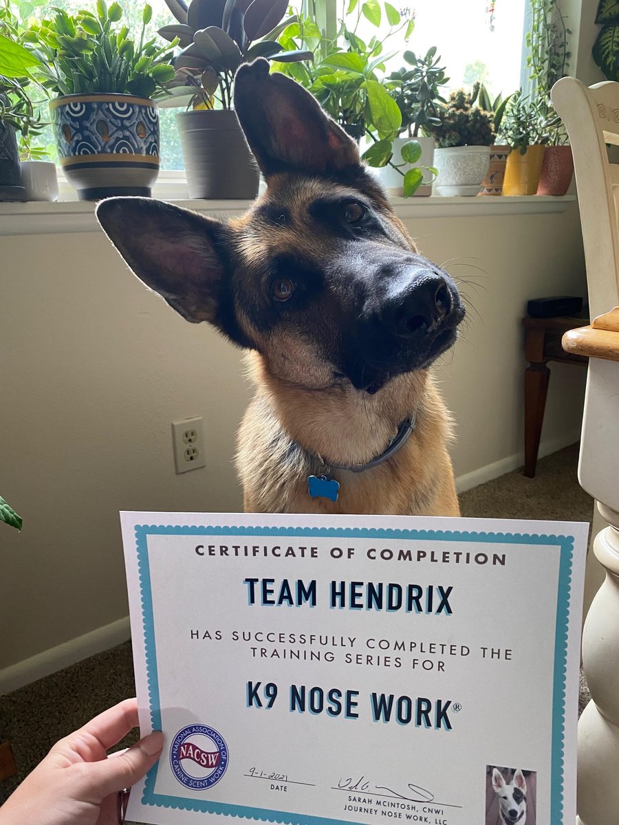 KerriRodriguez0's tweet photo. Hendrix is competing in his first #nacsw #k9nosework trial next month! It's been such a great and enriching activity for both of us to get involved in.

(also now wanting to study how engagement in this stuff -> strength of human/animal bond🤔) https://t.co/GWWn8JFCn4