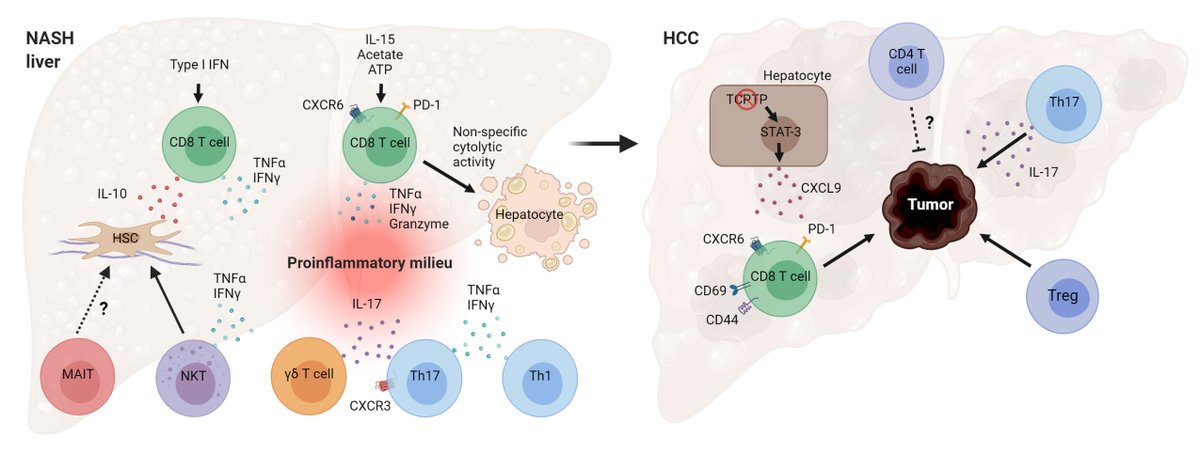 In collaboration with @PetraHirsova and colleagues from the Mayo Clinic, we reviewed the latest work on the diverse roles of #Tcell subsets in #NASH and #HCC @FrontEndocrinol.