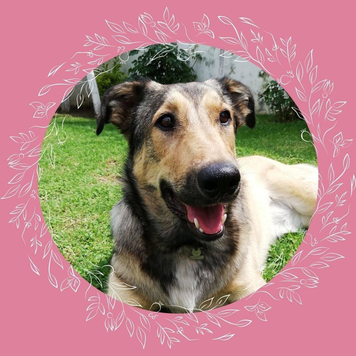 gom_gs's tweet image. Acabo de convencer a @Puvlo69 @late_cod y @MaauGuerrero que por cada corazón que reciba este tweet entre los 3 donaran 50 centavos para la operación de cookie.