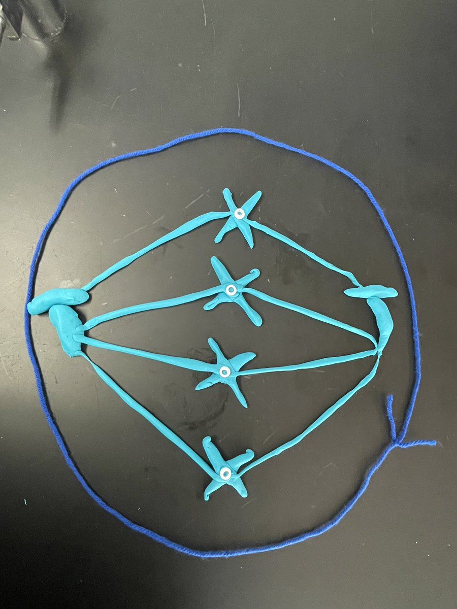 My students are creating the phases of the cell cycle using playdoh
