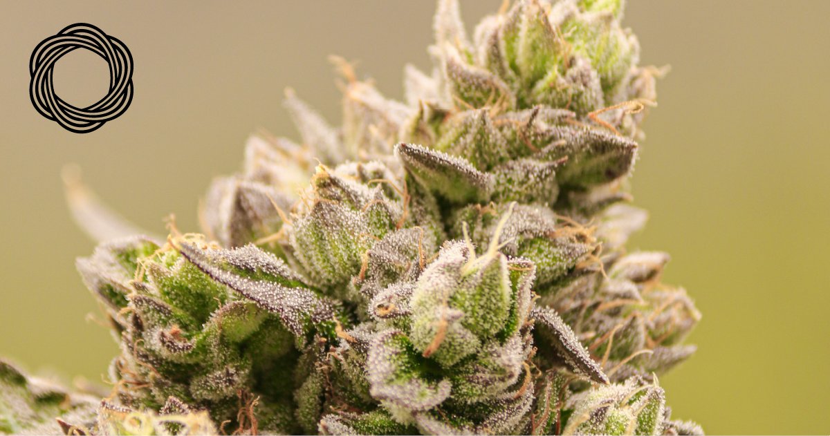OasisMMJ's tweet photo. Up close and personal, just the way we like it! 🤩 

#NugShot #CloseUp #FindYourOasis #OasisDispo #OasisAZ https://t.co/YbCkhsdXyg