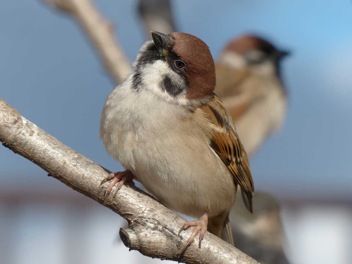 BirdPerHour's tweet image. #birdbot