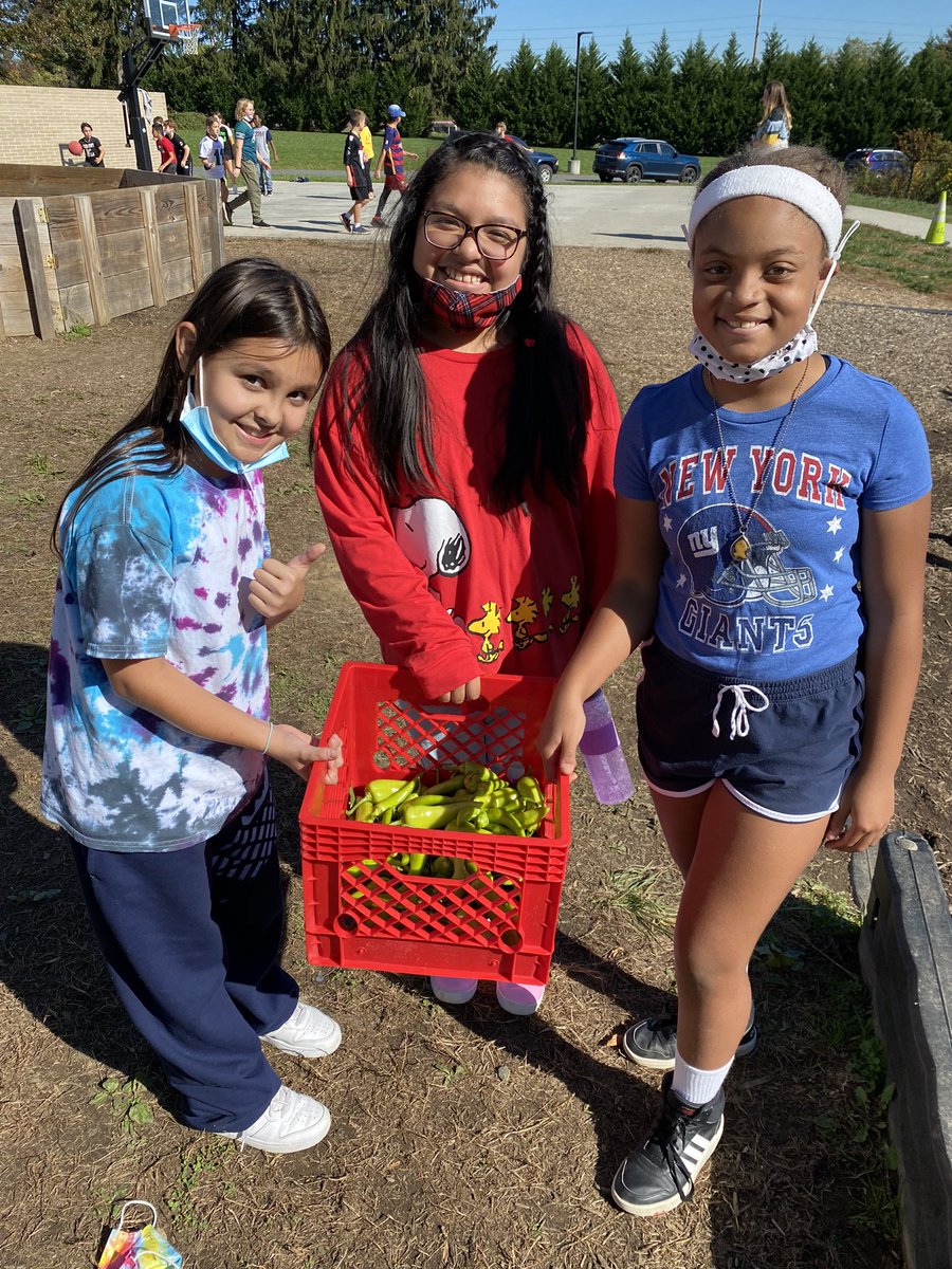 Our garden is still producing <a href="/CookeCardinal/">Cooke Elementary</a>! <a href="/RoJacobs/">Roberta Jacobs</a> @CookeCardinalAP Yum for sweet banana peppers!