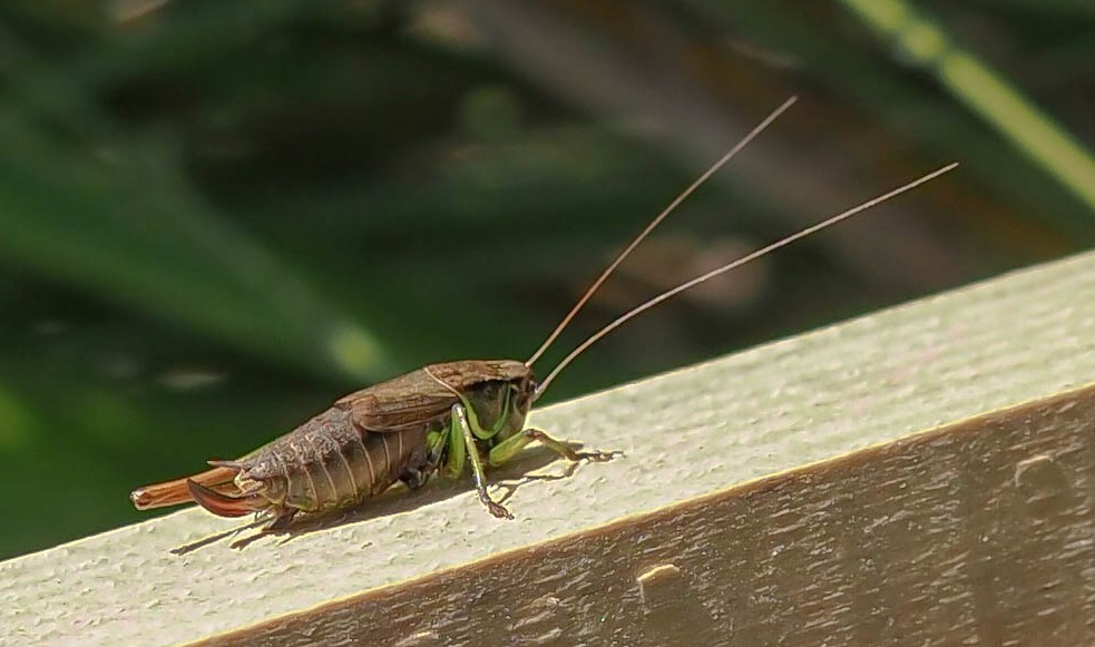 Roesel's Bush-cricket - but where has it come from &amp; where is nearest population to #Thorne Moors SSSI 🤔 It certainly looks to have had &amp; thankfully survived a rough ride 😥#Orthoptera <a href="/ynuorg/">YNU</a> @philwhelpdale @aBugBlog <a href="/TeamNEYEDC/">NEYEDC</a>