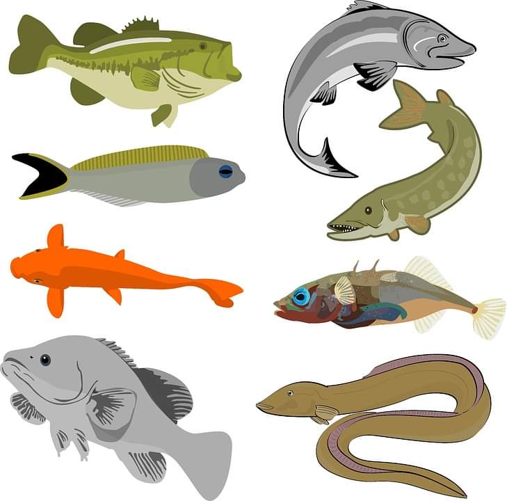 Project WILD tweet media