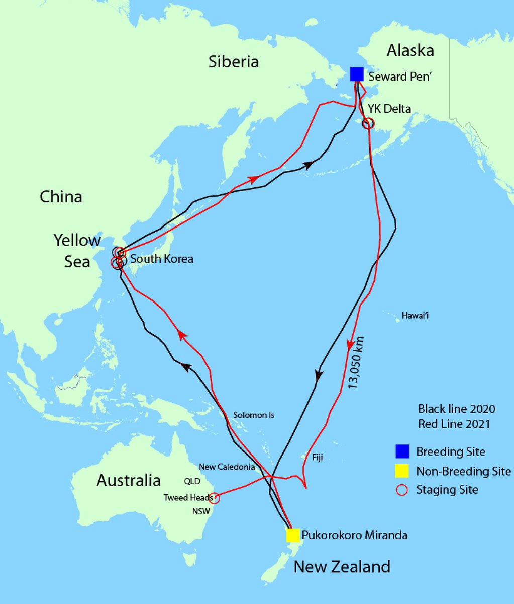 rameshpandeyifs's tweet photo. A Bar-tailed Godwit started its journey of 13000 kms from Alaska to Australia and completed it in 239 hours without taking rest, setting the world record for the longest continual flight by any land bird by distance. 
An incredible journey. 
PC: Geoff White/Adrien Riegen https://t.co/G5JpxJ6u4z