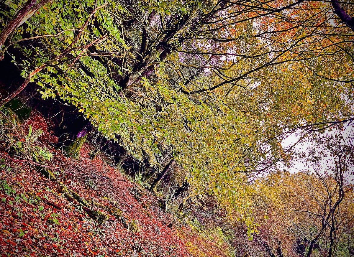 Forest walk @butlersorganics Loving the autumn colours. #forestwalk #trees #nature #photocomp #kidspics @farmfornature @Failte_Ireland
