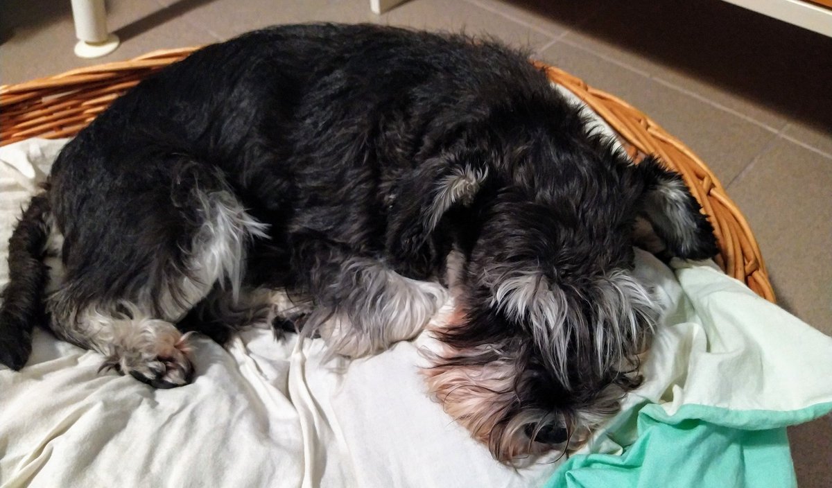 kalske's tweet photo. @MadalynSklar Woof to Lucy! 🐾 Here's Emmi from Finland 🇫🇮, ready for sweet dreams after a very busy @nokia Q3 comms day. #TheDogsOfTwitterSmarter #DogsofTwittter #dogsoftelecom #Emminseikkailut #schnauzer #SchnauzerGang https://t.co/xEp13sa2JD