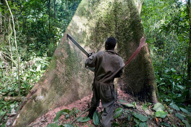 <a href="/LouiseB_NY/">Louise Boyle</a> Environmentalists warn that allowing more logging in the vast Congo Basin carbon sink is catastrophically incompatible with tackling the climate crisis

Photo: Jan-Joseph Stok / Greenpeace