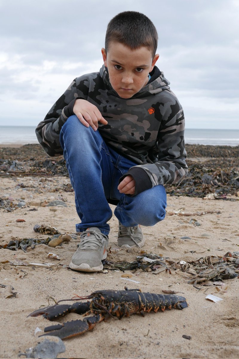 Yorktone's tweet photo. A depressing sight. Thousands upon thousands of dead and dying crabs and lobsters along the tideline between Redcar and Saltburn. Culprit seems to be pollution from the Tees estuary?  #Autumnwatch @BBCSpringwatch @ChrisGPackham https://t.co/N4JuwiU243