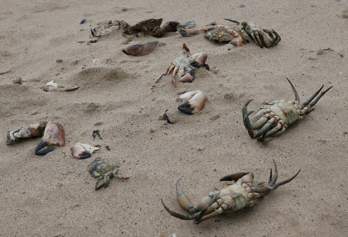 Yorktone's tweet photo. A depressing sight. Thousands upon thousands of dead and dying crabs and lobsters along the tideline between Redcar and Saltburn. Culprit seems to be pollution from the Tees estuary?  #Autumnwatch @BBCSpringwatch @ChrisGPackham https://t.co/N4JuwiU243
