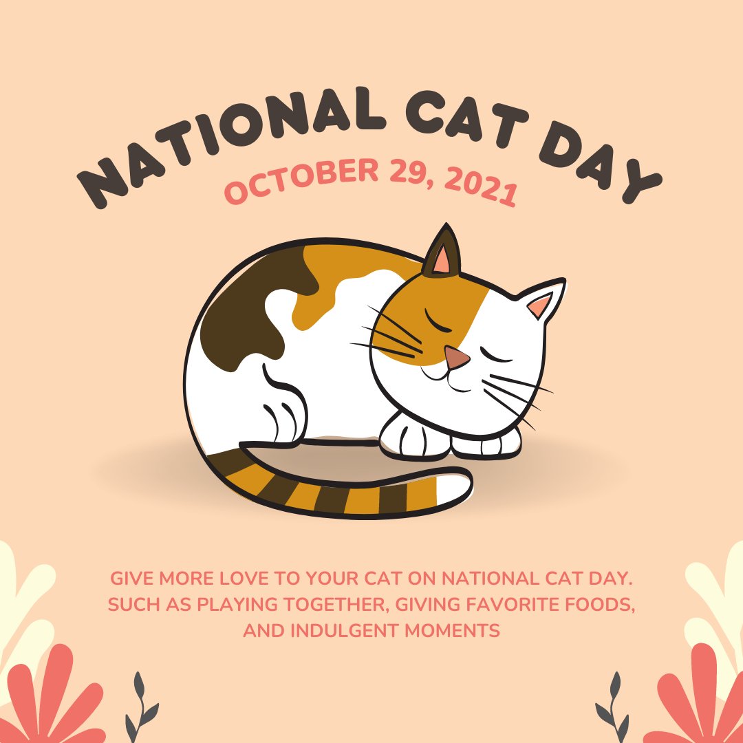 BothellPetHosp's tweet image. Happy National Cat Day! Show us your special kitties! #bothellpet #bothell #catsofbothell #nationalcatday #cats #kittens #meow