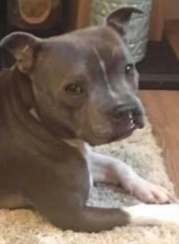 millypod1's tweet photo. 🆘27 OCT 2021. ELVIS #Lost #ScanMe
Blue Staffordshire Bull Terrier Male
Ran on a walk after catching Electric Fence
Outwoods Lane #Anslow #BurtonOnTrent #DE13
SIGHTINGS PLZ ☎️07734575762
https://t.co/5sjhJ6NwZu https://t.co/D2psyscsIz