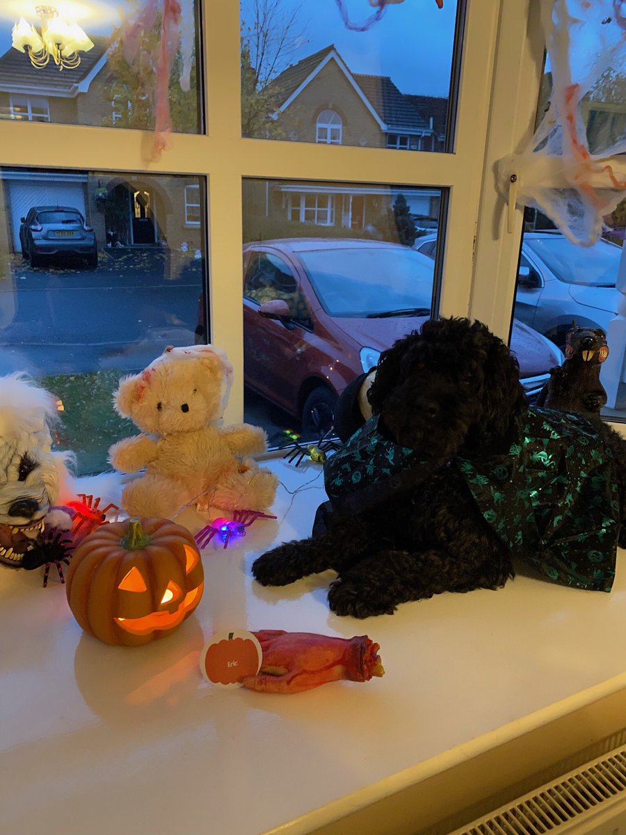 #VIPFrighteningPawtraits <a href="/PetsatHome/">Pets at Home</a> Eric 🎃