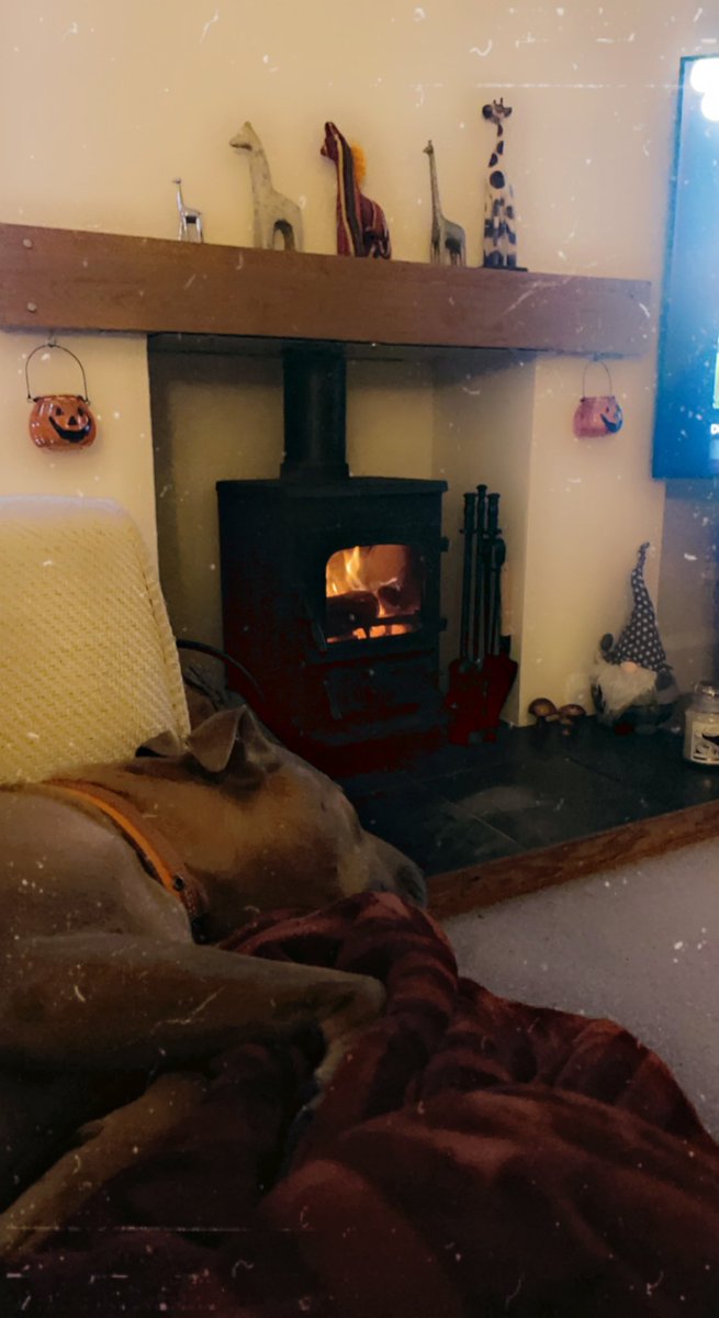 That’s us done leaving the house until March at least (accept for walkies and I’ll only go when it’s not raining as I hate getting my squidgy pads wet.) 😂Maybe I should let pawrent get me wellies! 🥾

COSY &amp; PAWSOME!!🐾 
#fire #cosy #newhome #coldnights #dogsoftwitter #cosydog